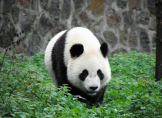 Verzekeraar huisdieren biedt nu ook pandapolis aan