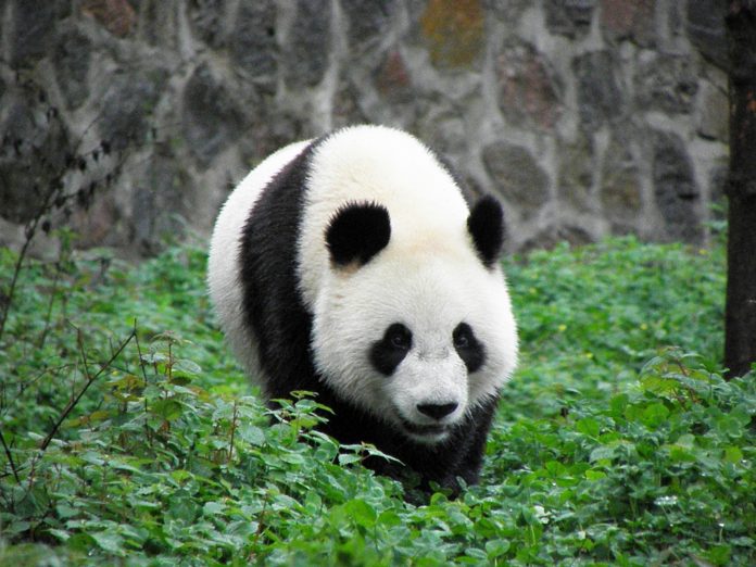 Verzekeraar huisdieren biedt nu ook pandapolis aan