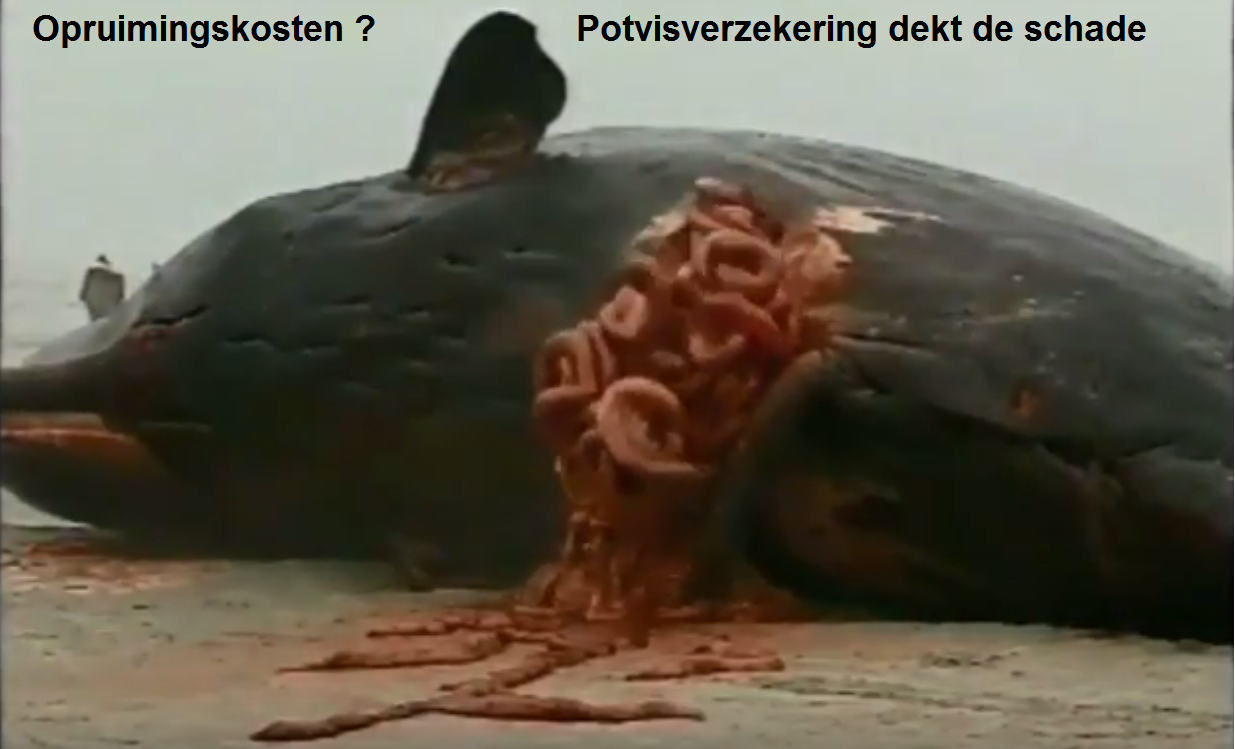 Potvispolis