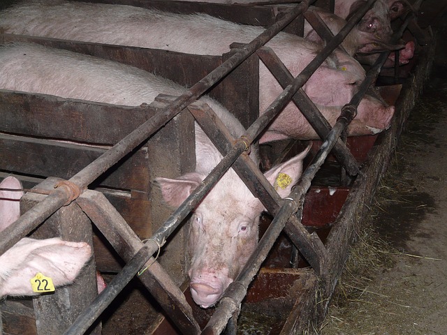 Stalbranden: verzekeraars willen extra inspecties bij veehouders