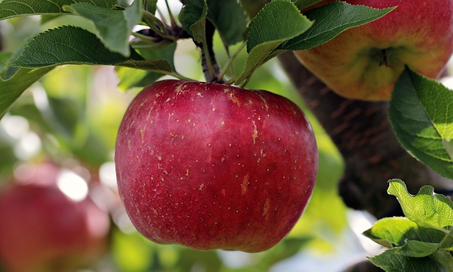 apple-2788616_640